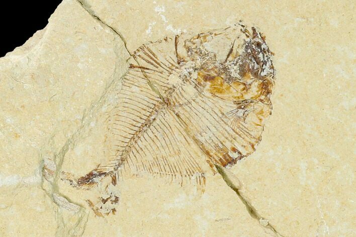 Fossil Fish (Diplomystus Birdi) - Hjoula, Lebanon #162745